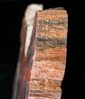 Red/Purple/Yellow Arizona Petrified Wood Slab - #15992-3